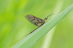 Random: insect, mayfly, macro, nature, wildlife, wings, green, macrophotography, green grass, close-up, nature photography, delicacy, natural colors, flight, biology, ecosystem, peaceful, outdoors, beauty