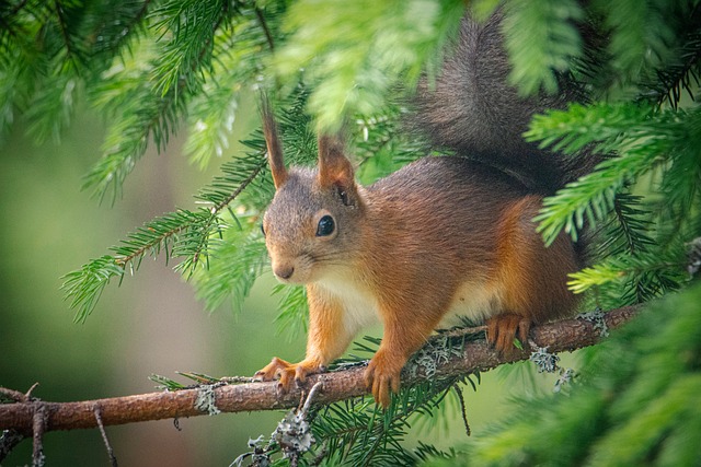 Free Squirrel Nature photo and picture