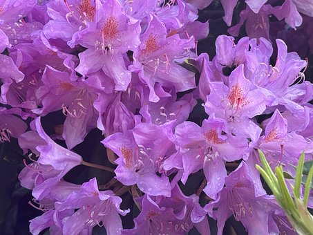 Rododendro, Púrpura, Flor, Jardín