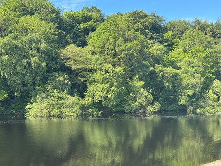 Bosque, Río, Agua, Reflejo, Vegetación