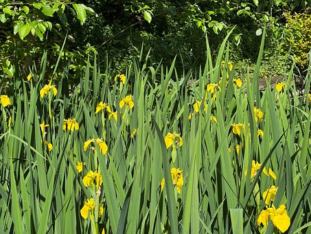 Flor, Amarillo, Naturaleza, Pradera
