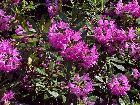 Flores, Rosa, Arbustos, Hojas