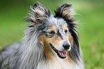 Random: collie, dog, shetland sheepdog, animal, long fur, pet dog, happiness, cuteness, outdoors, grass, summer, friendly, pet, ears, portrait, expressive, smiling, fast lens, quality, nature, fluffy