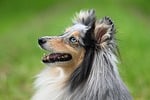 Random: shetland sheepdog, dog portrait, blue eye, fur, nature, adorable, pet, outdoor, happiness, curious, fluffy, tame, companion animal, cuteness, loyalty, expression, posing, shot, detail