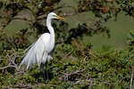 Random: egret, tree, perched, white, bird, feathers, beak, branches, natural habitat, backlit, foraging, nature, day, nesting, green, sky, zoology, ecosystem, fauna, bee eater