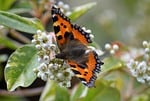 Random: butterfly, white blossom, nature, garden, insect, foraging, flowering shrub, nectar, animal, entomology, wings, colorful, habitat, spring, elegant, winged jewel, environment, winged insect