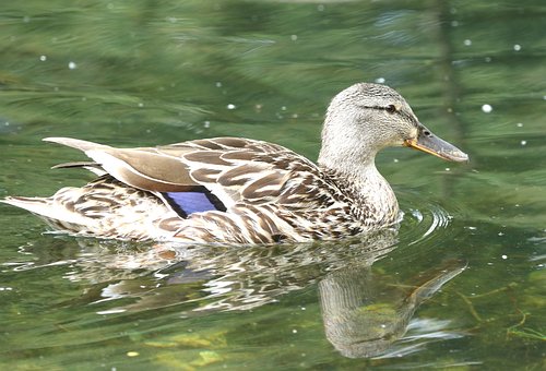 Free Duck Nature photo and picture