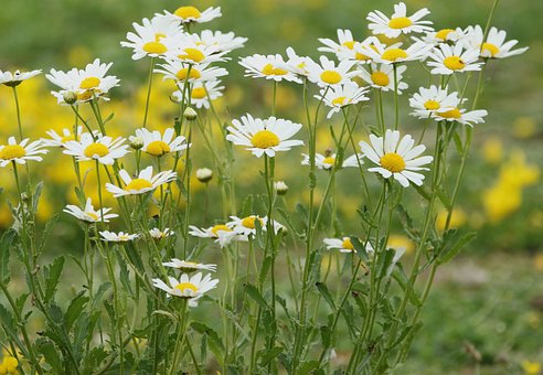 Free Daisies Spring photo and picture