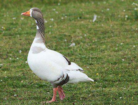 Free Goose Wallpaper 4K photo and picture