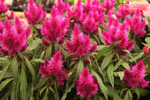 Free Nature Celosia photo and picture