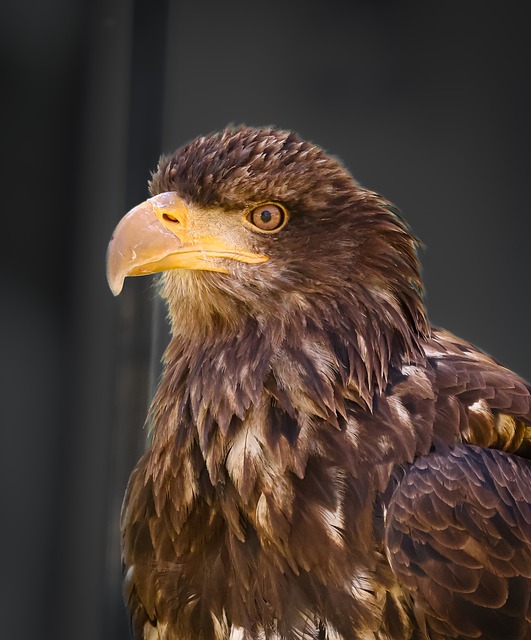 Adler, Raubvogel, Porträt, Schnabel