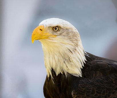Adler, Raubvogel, Natur, Tier
