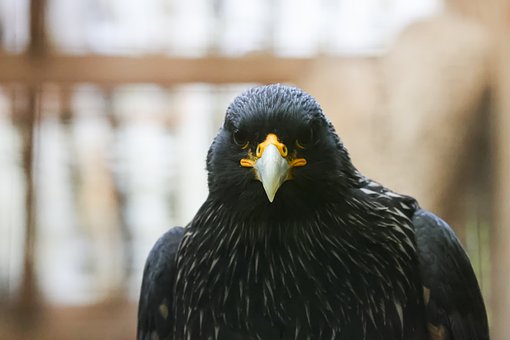 Vogel, Adler, Greifvogel, Schnabel