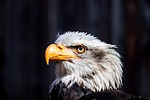 Random: eagle, bird of prey, beak, feathers, portrait, nature, eye, wild, detailed, focus, energetic, view, head, white, strong, proud, symbol, domain, rugged, dominant