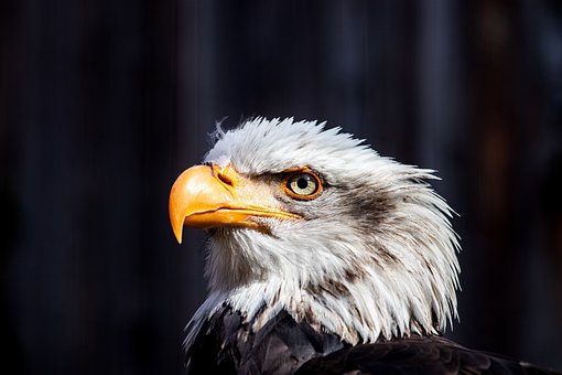 Adler, Raubvogel, Schnabel, Gefieder