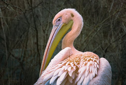 Pelikan, Vogel, Natur, Gefieder