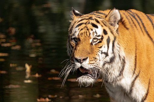 Tiger, Wildnis, Katzenartig, Streifen
