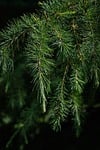 Random: pine needle, conifer tree, green, nature, forest, branches, details, ecosystem, calm, botany, needle details, texture, natural background, nature details, foliage, background, season, outdoor, relaxation