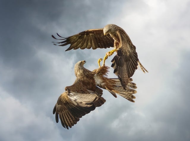 Free Birds Drama photo and picture