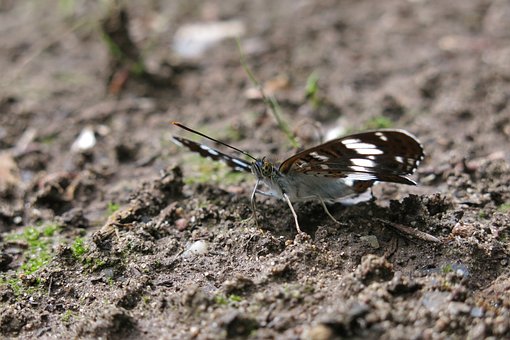 Sommerfugl, Insekt, Natur, Nærbillede