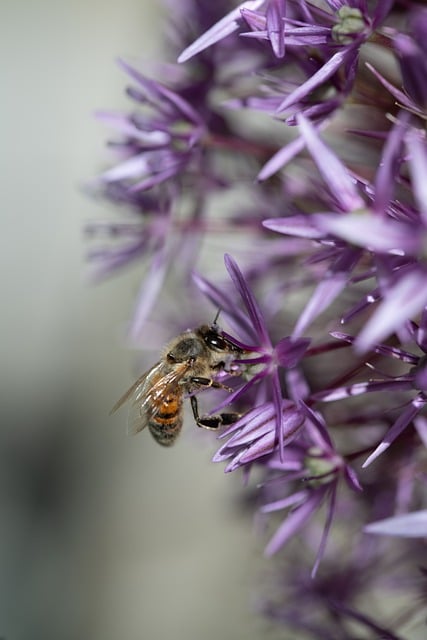 Free Bee Flower photo and picture