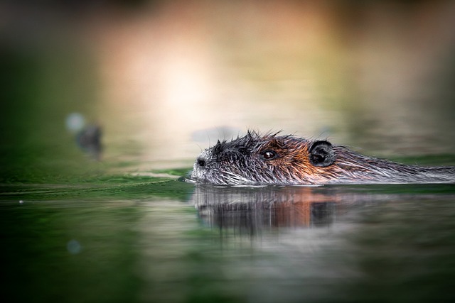 Free Nutria Rodent photo and picture