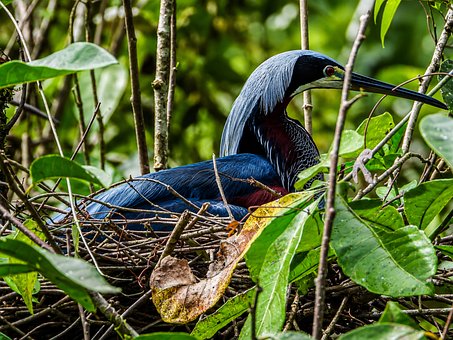 Free Heron Nest illustration and picture