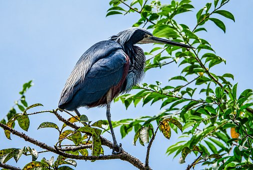 Free Bird Heron illustration and picture