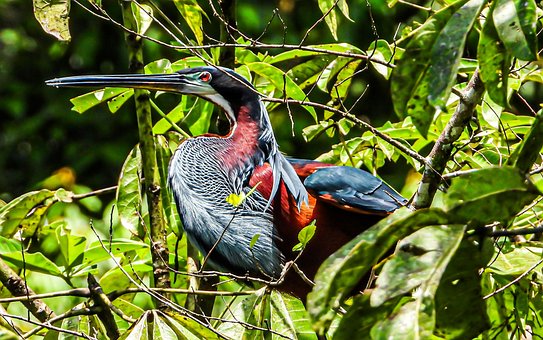 Free Bird Heron photo and picture