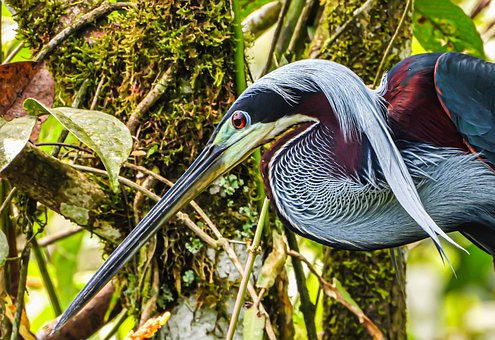 Free Bird Heron photo and picture