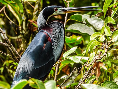 Free Bird Jungle photo and picture