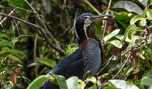 Free Agami Heron photo and picture