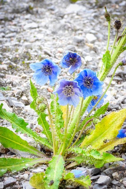 Free Blue Poppy Wildflower photo and picture