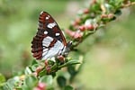 Random: butterfly, flying, wings, insect, nature, habitat, limenitis reducta, nymphalidae, colorful, macro photography, green leaves, summer, detail, garden, wildlife, natural beauty, outdoors, pattern, wildflowers, silvano blue