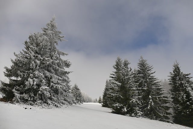 Free Winter Snowy photo and picture
