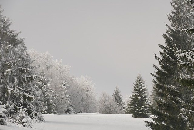 Free Winter Spruce photo and picture