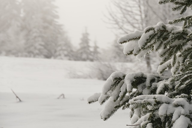 Free Spruce Winter photo and picture