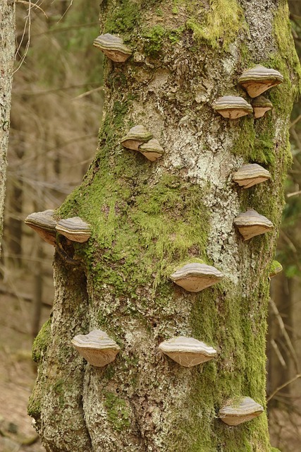 Free Nature Wilderness photo and picture