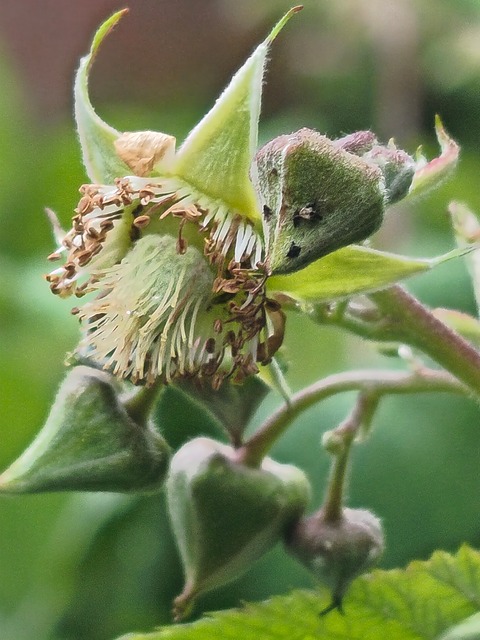 Hindbærblomst, Natur, Knop, Forår, Blade