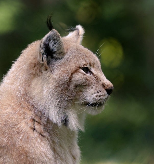 Luchs, Wildkatze, Raubtier, Tierwelt