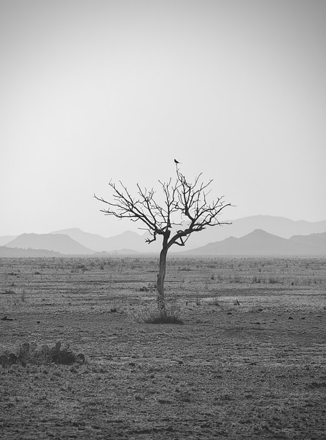 Free Lonely Dry photo and picture