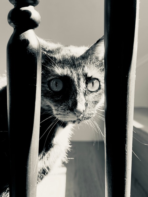 Free Cat Black And White photo and picture