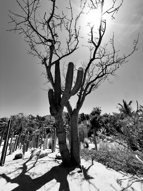 Free Cactus Desert photo and picture