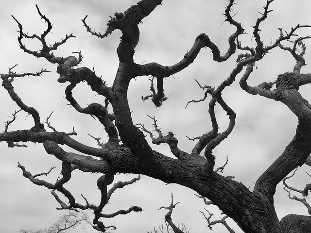 Free Tree Branches photo and picture