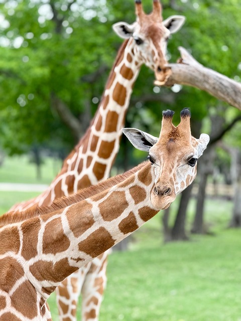 Free Giraffe Wildlife photo and picture