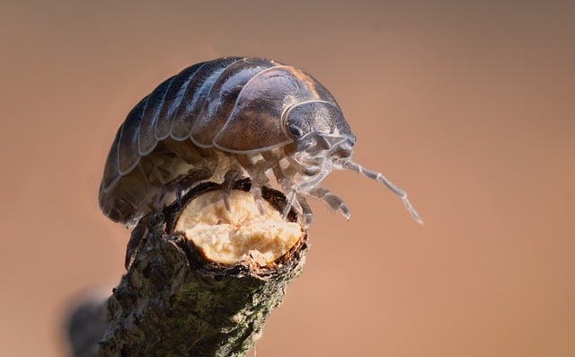 Free Macro Woodlouse photo and picture