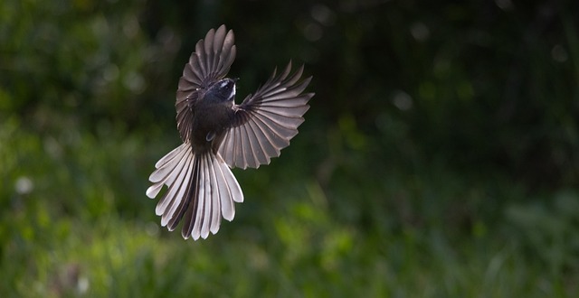 Free New Zealand Fantail Bird photo and picture