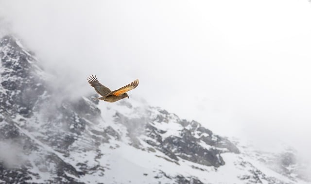 Free Bird Mountain photo and picture