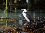 Random: cormorant, bird, nature, water, rock, coast, animal portrait, seabird, seaweed, wildlife, solitary, natural habitat, beach, daylight, outdoor scene, animal behavior, sunset, ground level