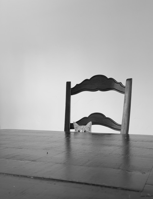 Free Cat Chair photo and picture